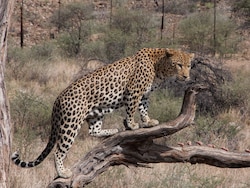 Leopard Carcass Found On Gurugram-Faridabad Road