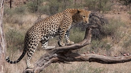 Leopard Carcass Found On Gurugram-Faridabad Road