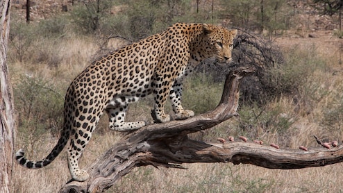 Leopard Carcass Found On Gurugram-Faridabad Road