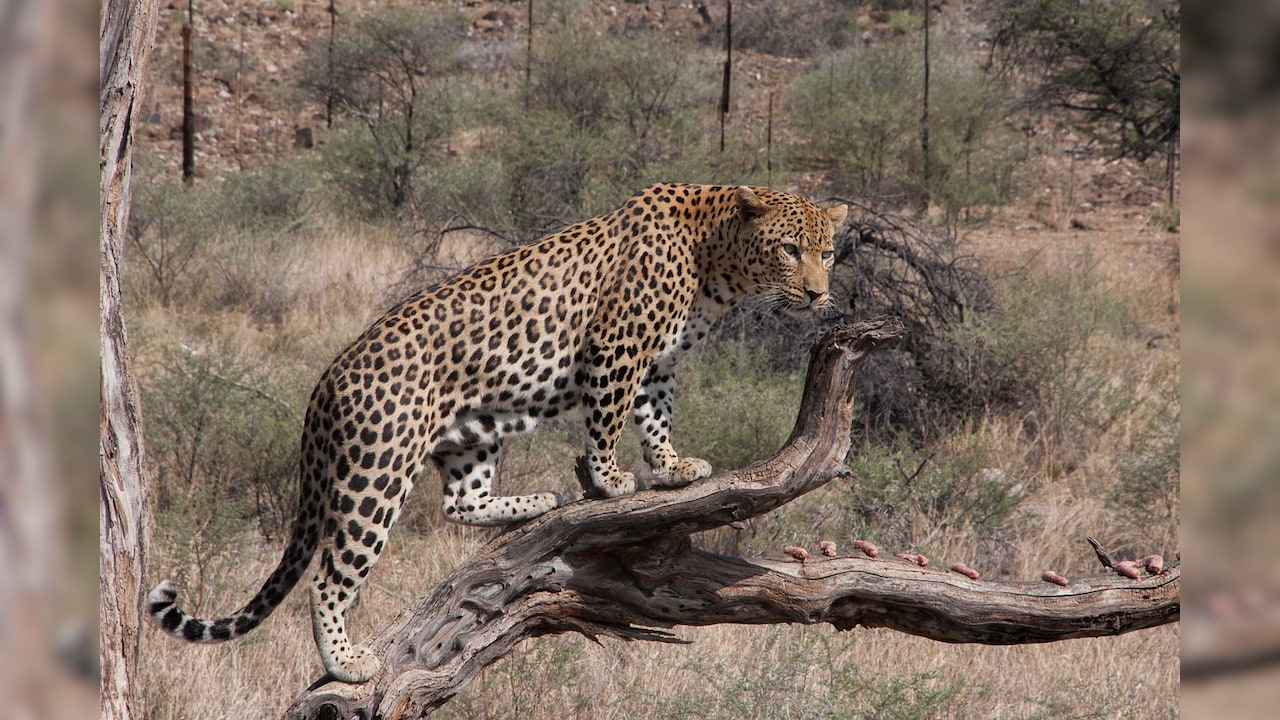 Leopard Drags Man Sleeping Outside Home In UP, Body Found 200 Meters Away