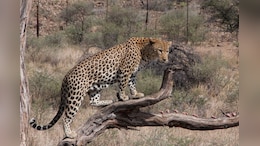 Leopard Drags Man Sleeping Outside Home In UP, Body Found 200 Meters Away