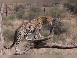 2 Leopards Captured Near Bengaluru After Fatal Attack On Woman 2 Leopards Captured Near Bengaluru After Fatal Attack On Woman