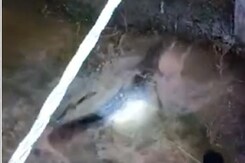 Giant Crocodile Rescued from Village In Gorakhpur, UP