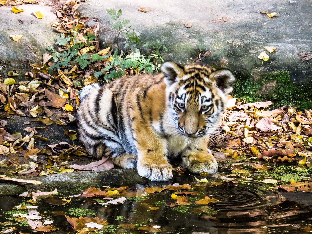 2 Tiger Cubs Die At Delhi Zoo, Two Others Under Care