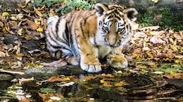 5-Month-Old Tiger Cub Dies After Being Struck By Vehicle In Tamil Nadu
