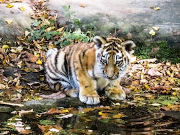 5-Month-Old Tiger Cub Dies After Being Struck By Vehicle In Tamil Nadu