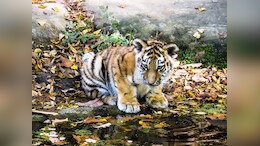 2 Tiger Cubs Die At Delhi Zoo, Two Others Under Care
