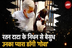 Ratan Tata के जाने से सबसे ज्यादा दुखी उनका पसंदीदा डॉग, जानें कौन उनका चहेता 'गोवा' Ratan Tata के जाने से सबसे ज्यादा दुखी उनका पसंदीदा डॉग, जानें कौन उनका चहेता 'गोवा'