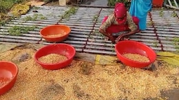 MP के किसानों की आंखों में आंसू ! बंद कांटे और बारिश ने कर दी मेहनत बर्बाद
