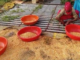 MP के किसानों की आंखों में आंसू ! बंद कांटे और बारिश ने कर दी मेहनत बर्बाद