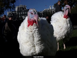 Why Do US Presidents Pardon Turkeys On Thanksgiving Day? History And Significance Why Do US Presidents Pardon Turkeys On Thanksgiving Day? History And Significance