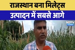 Jodhpur News : Rajasthan बना मिलेट्स उत्पादन में सबसे आगे Jodhpur News : Rajasthan बना मिलेट्स उत्पादन में सबसे आगे