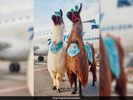 This US Airport Will Offer Llama Therapy To Reduce Passenger's Travel Anxiety This US Airport Will Offer Llama Therapy To Reduce Passenger's Travel Anxiety