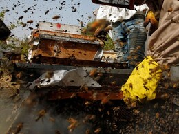 Rajasthan News: खेत में काम कर रहे बुजुर्ग पर 800 मधुमक्खियों का हमला, ऑक्सीजन सपोर्ट पर इलाज जारी