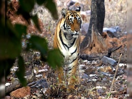 After 25 'Missing' Tigers Report In Rajasthan, 10 Spotted On Camera Traps After 25 'Missing' Tigers Report In Rajasthan, 10 Spotted On Camera Traps