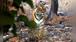 Tigers Census: 2026 में शुरू होगी बाघों की गिनती, देश में इस राज्य को मिला है टाइगर स्टेट का खिताब?