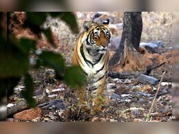 CG News: बाघ की मौत के मामले में बड़ी कार्रवाई, अब इन पर गिरी गाज CG News: बाघ की मौत के मामले में बड़ी कार्रवाई, अब इन पर गिरी गाज