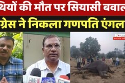 Bandhavgarh Elephants Death: हाथियों की मौत पर सियासी बवाल,  Congress ने निकला गणपति एंगल! Bandhavgarh Elephants Death: हाथियों की मौत पर सियासी बवाल,  Congress ने निकला गणपति एंगल!