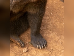 रात होते ही घर से नहीं निकलते लोग, भालुओं के आतंक से फैली है ऐसी दहशत