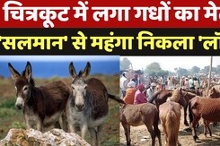 Donkey Fair Chitrakoot: चित्रकूट में लगा गधों का मेला 'सलमान' व 'शाहरुख' से मंहगा निकला 'लॉरेंस' Donkey Fair Chitrakoot: चित्रकूट में लगा गधों का मेला 'सलमान' व 'शाहरुख' से मंहगा निकला 'लॉरेंस'