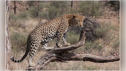 Leopard Attack: चारा काटने खेत में गए थे किसान, तेंदुए ने अचानक कर दिया हमला, आवेदन लेकर थाना पहुंचें किसान &nbsp;