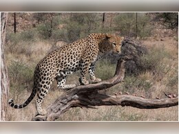 Leopard Attack: चारा काटने खेत में गए थे किसान, तेंदुए ने अचानक कर दिया हमला, आवेदन लेकर थाना पहुंचें किसान  