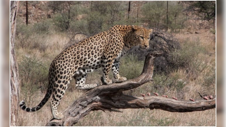 Leopard Attack: चारा काटने खेत में गए थे किसान, तेंदुए ने अचानक कर दिया हमला, आवेदन लेकर थाना पहुंचें किसान  