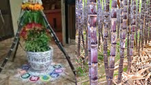 देवउठनी एकादशी पर क्यों करते हैं गन्ने की पूजा? गुड़ खाने का खास महत्व, जानिए क्या है मान्यता