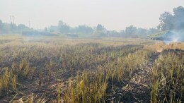 Delhi Hikes Crop Loss Compensation By Over 50%, 10,000 Farmers To Get Relief