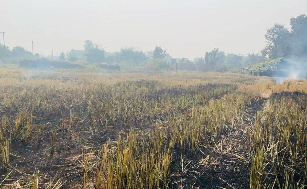 Madhya Pradesh Tops In Stubble-Burning, Tribal Farmers Have A Solution