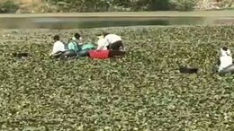 सवाई माधोपुर में सिंघाड़ों की खेती से किसानों को मिल रहा बंपर मुनाफा, कम लागत में कमा रहे अधिक फायदा