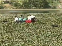 सवाई माधोपुर में सिंघाड़ों की खेती से किसानों को मिल रहा बंपर मुनाफा, कम लागत में कमा रहे अधिक फायदा