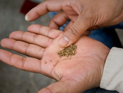 Lok Sabha Passes Bill To Levy Cess On Pan Masala Manufacturing Units