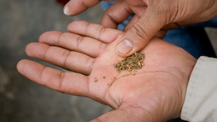 तंबाकू की लत कितने दिन में छूट जाती है, डॉक्&zwj;टर से जानें तंबाकू छुड़ाने के लिए क्या करें और तंबाकू छोड़ने के क्या फायदे हैं?