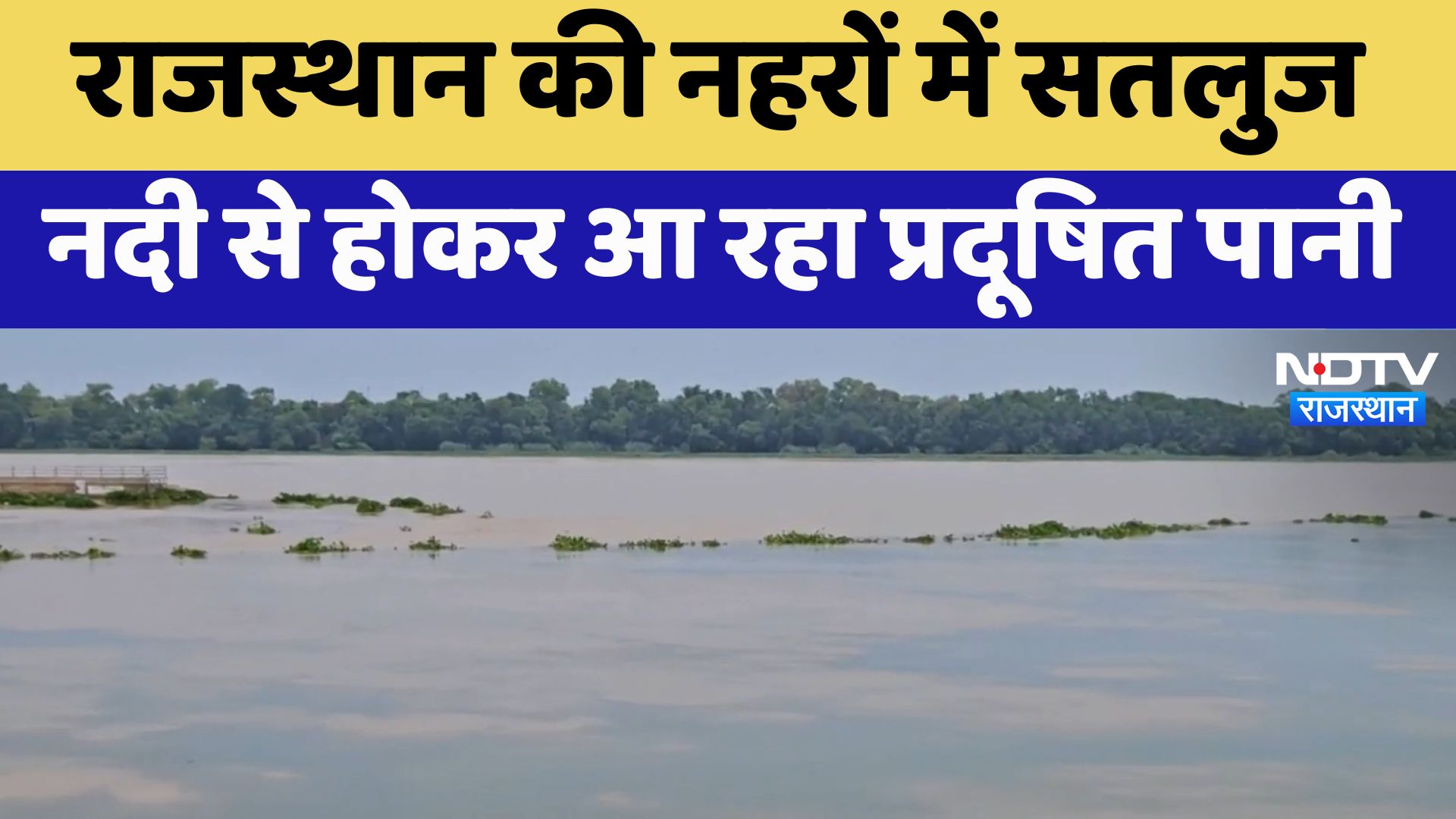 Sri Ganganagar News : Rajasthan की नहरों में सतलुज नदी से होकर आ रहा प्रदूषित पानी