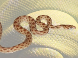 खतरनाक दिखने वाला ये सांप, किसानों का हैं सच्चा दोस्त; जानें रैट स्नेक के बारे में ये खास बातें