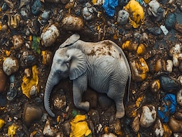 Elephant Death: सूरजपुर में फिर से एक बार मिला हाथी का शव, मौत का कारण अज्ञात Elephant Death: सूरजपुर में फिर से एक बार मिला हाथी का शव, मौत का कारण अज्ञात