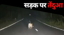Viral Video: कांकेर की सड़कों पर घूमता नजर आया तेंदुआ, शहर के लोगों में दहशत
