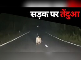 Viral Video: कांकेर की सड़कों पर घूमता नजर आया तेंदुआ, शहर के लोगों में दहशत Viral Video: कांकेर की सड़कों पर घूमता नजर आया तेंदुआ, शहर के लोगों में दहशत