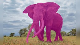 What The Pink Elephant Test Reveals About Your Ability To Control Thoughts
