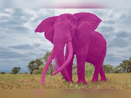 What The Pink Elephant Test Reveals About Your Ability To Control Thoughts