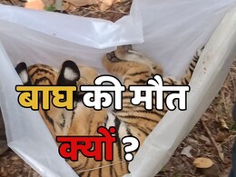 मां से बिछड़ जाने के कारण 4 माह के बाघ शावक की मौत! शरीर पर नहीं मिले चोट के निशान