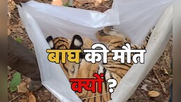 पेंच टाइगर रिजर्व में 4 माह के बाघ शावक की मौत, क्या है वजह?