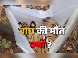 पेंच टाइगर रिजर्व में 4 माह के बाघ शावक की मौत, क्या है वजह?