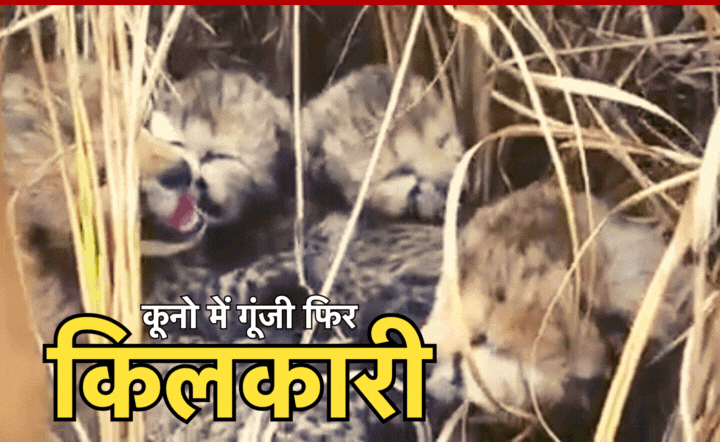 Cheetah Cubs Birth: कूनो में फिर गूंजी किलकारी... 4 नन्हें शावकों से गुंजायमान हुआ कूनो नेशनल पार्क
