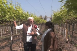 Political Grape'wine': NDTV Special From The Wine Country Political Grape'wine': NDTV Special From The Wine Country