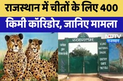 Rajasthan News : राजस्थान में चीतों के लिए 400 km Corridor, जानिए मामला Rajasthan News : राजस्थान में चीतों के लिए 400 km Corridor, जानिए मामला