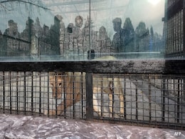 Lion, Bears, Cockatoos: Vladimir Putin's "Gifts" To Kim Jong's North Korea Lion, Bears, Cockatoos: Vladimir Putin's "Gifts" To Kim Jong's North Korea