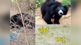 Kanker : क्या हुआ जब कोर्ट में आ घुसा जंगली भालू, सोता देख लोगों के छूटे पसीने