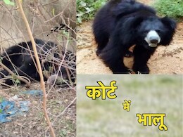 Kanker : क्या हुआ जब कोर्ट में आ घुसा जंगली भालू, सोता देख लोगों के छूटे पसीने